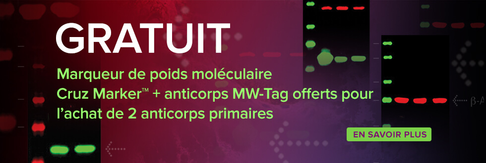 Free Cruz Marker MW Standards and MW Tag antibody with purchase of 2 primary antibodies.