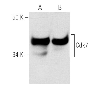 SC-7344