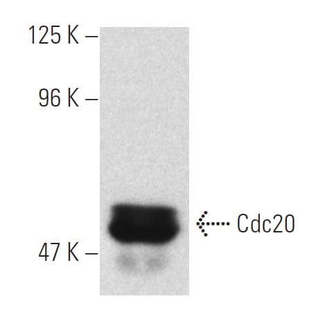 SC-13162
