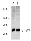 SC-6246