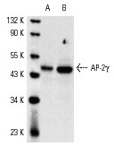 SC-12762