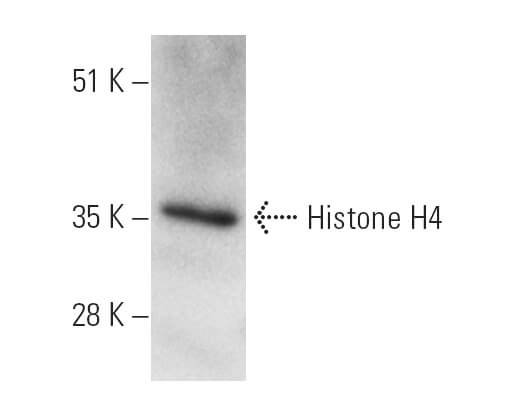 SC-25260