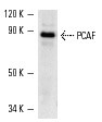 SC-13124