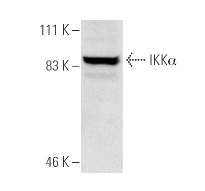 SC-7606