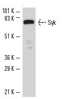 SC-1240 AF546