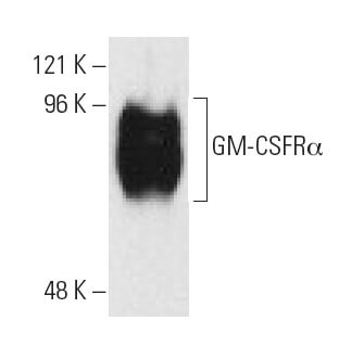 SC-21764