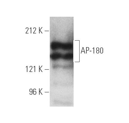 SC-21709