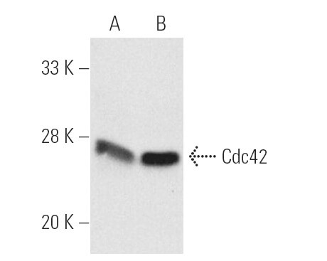 SC-8401