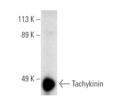 SC-25266