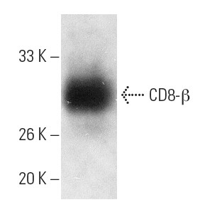 SC-25277