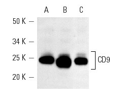 SC-13118