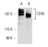 SC-1178
