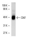 SC-12730