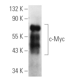 SC-41 PE