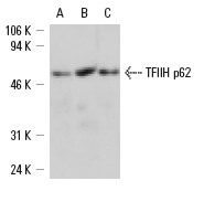 SC-25329
