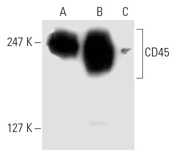 SC-28369