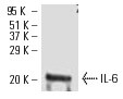 SC-28343