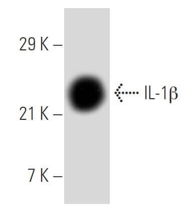 SC-32294