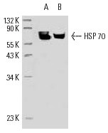 SC-32239