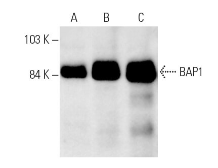 SC-28383