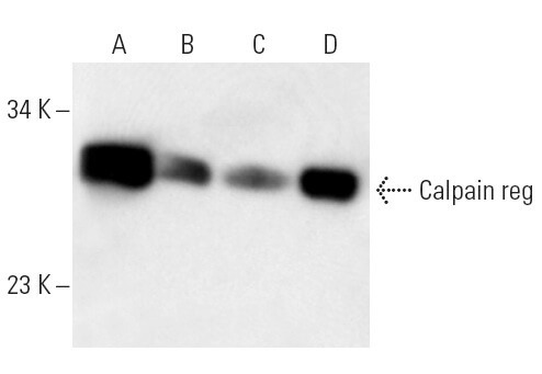 SC-32785