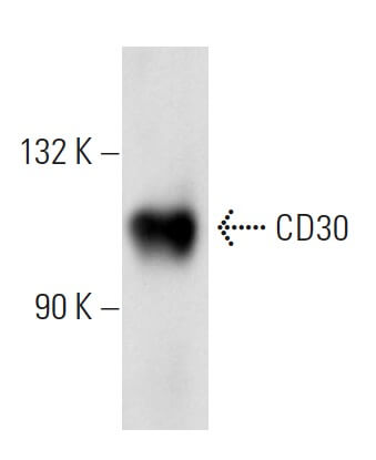 SC-46683