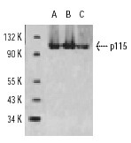 SC-48363