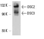 SC-53485