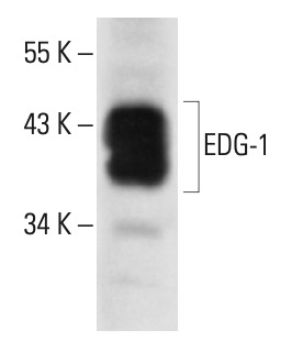 SC-48356