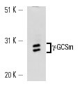 SC-55586