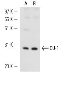 SC-55572