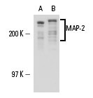 SC-74421