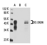 SC-65740