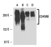 SC-66202 FITC