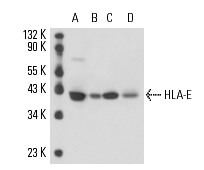 SC-51624