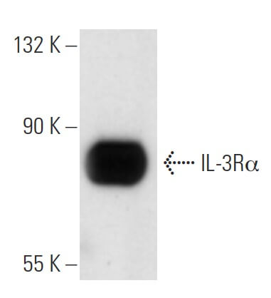 SC-74522