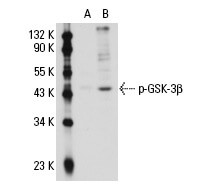 SC-81495