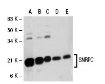 SC-101549
