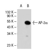 SC-53163 AF680