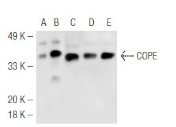 SC-133195
