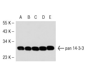 SC-133233
