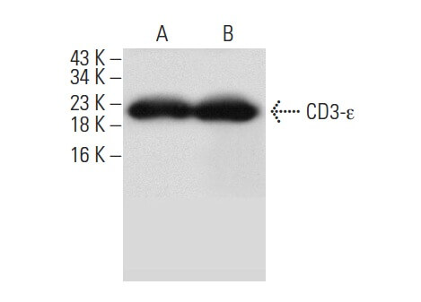 SC-137234