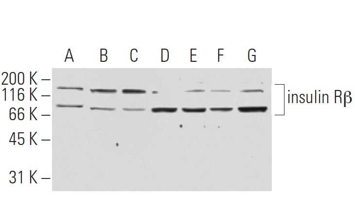 SC-81466