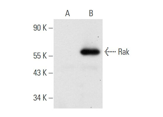 SC-166478