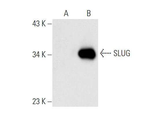 SC-166476