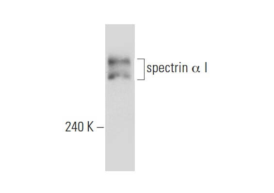 SC-271130