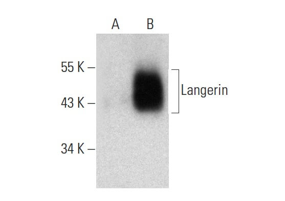 SC-271272