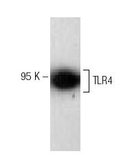 Anti TLR4 (25)（SCB-SC293072-200UG[200 μg/ml]）（カテゴリ