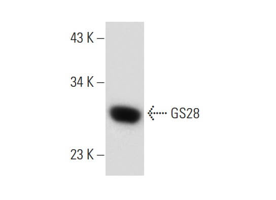 SC-271551