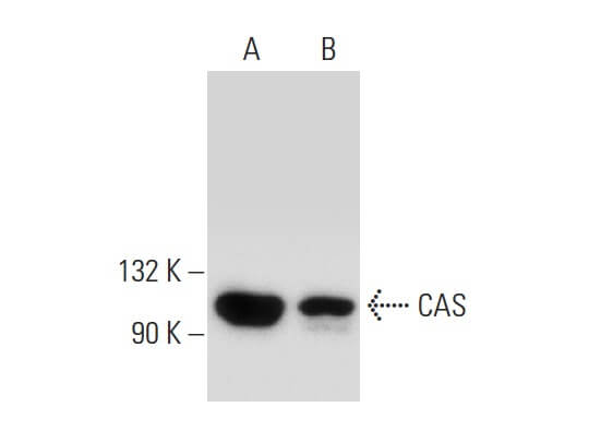 SC-271537